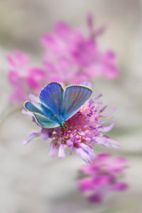 gossamer-winged butterfly on blossom, Lysandra beilargus, Europe gossamer-winged butterfly on blossom, Lysandra beilargus, Europe